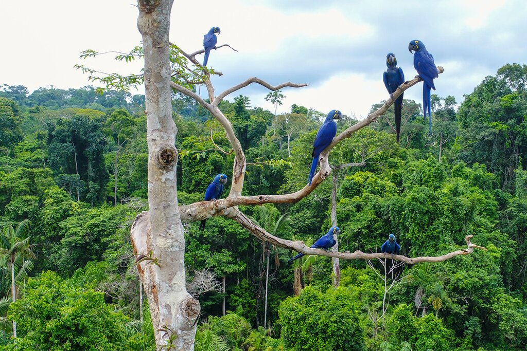 Discovering the Amazon