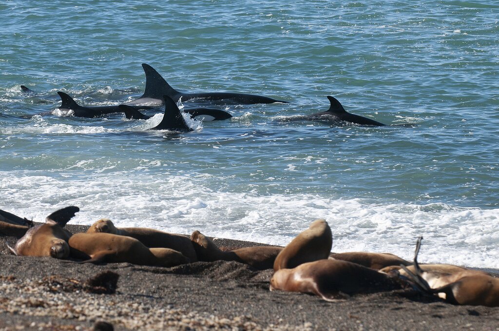 El Doradillo whales watching