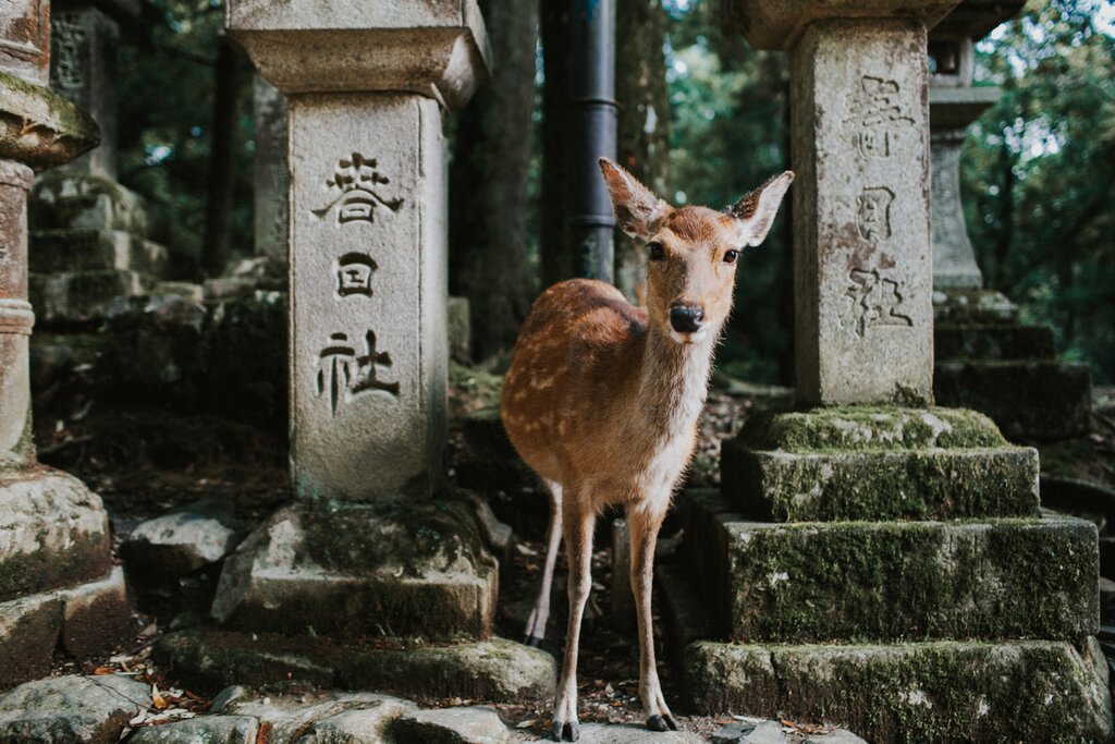 Nara