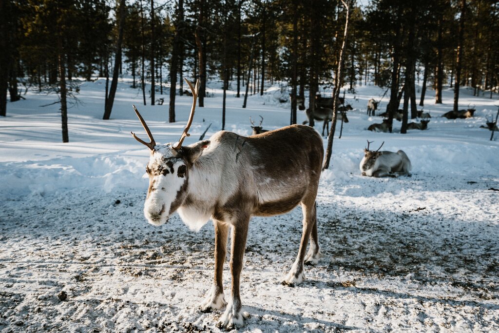 Reindeers in Iceland