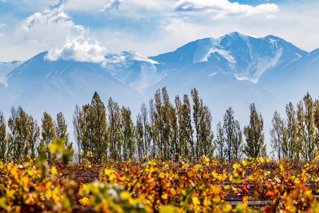 Visit wineries in famous regions like Mendoza