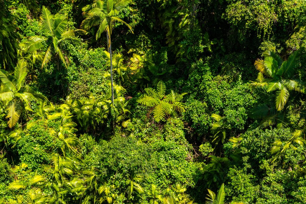 Full Day Kuranda Rail, Rainforestation, Skyrail