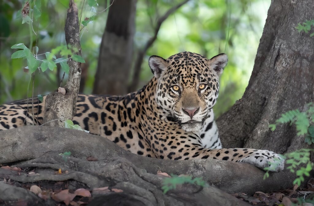 You might just glimpse a jaguar