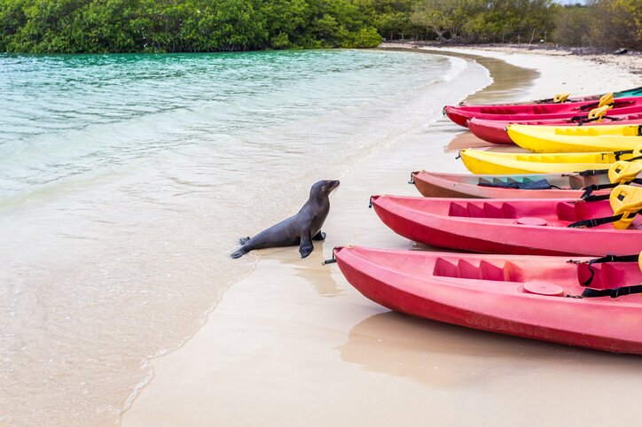 Kayaking Adventure in Tortuga Bay & Afternoon Bay Tour of Santa Cruz Island