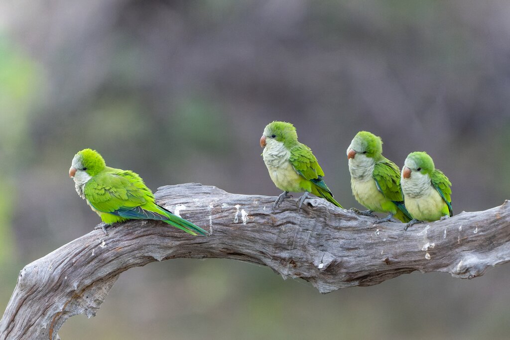 Venture into the wild North Pantanal for immersive wildlife-spotting safaris