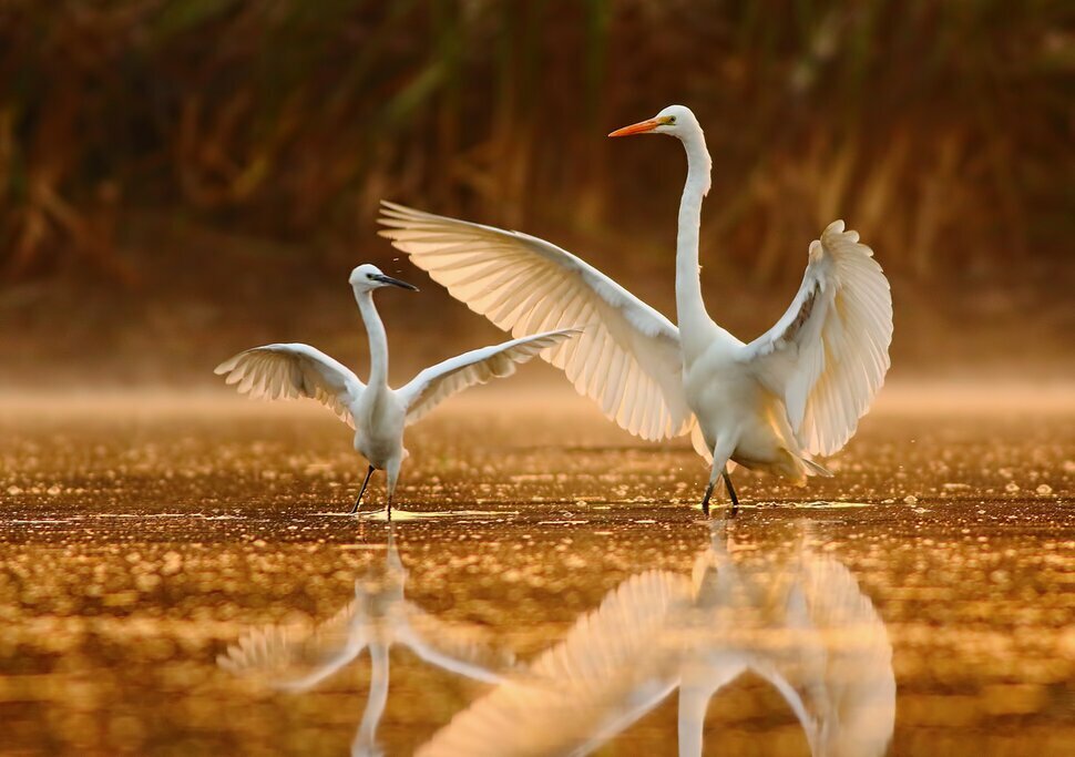 Keoladeo
