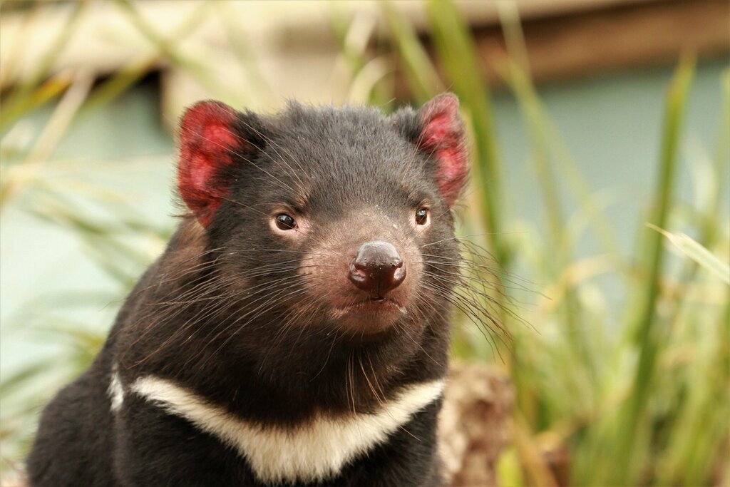 Full Day Private Tasmania's Wilderness & Wildlife