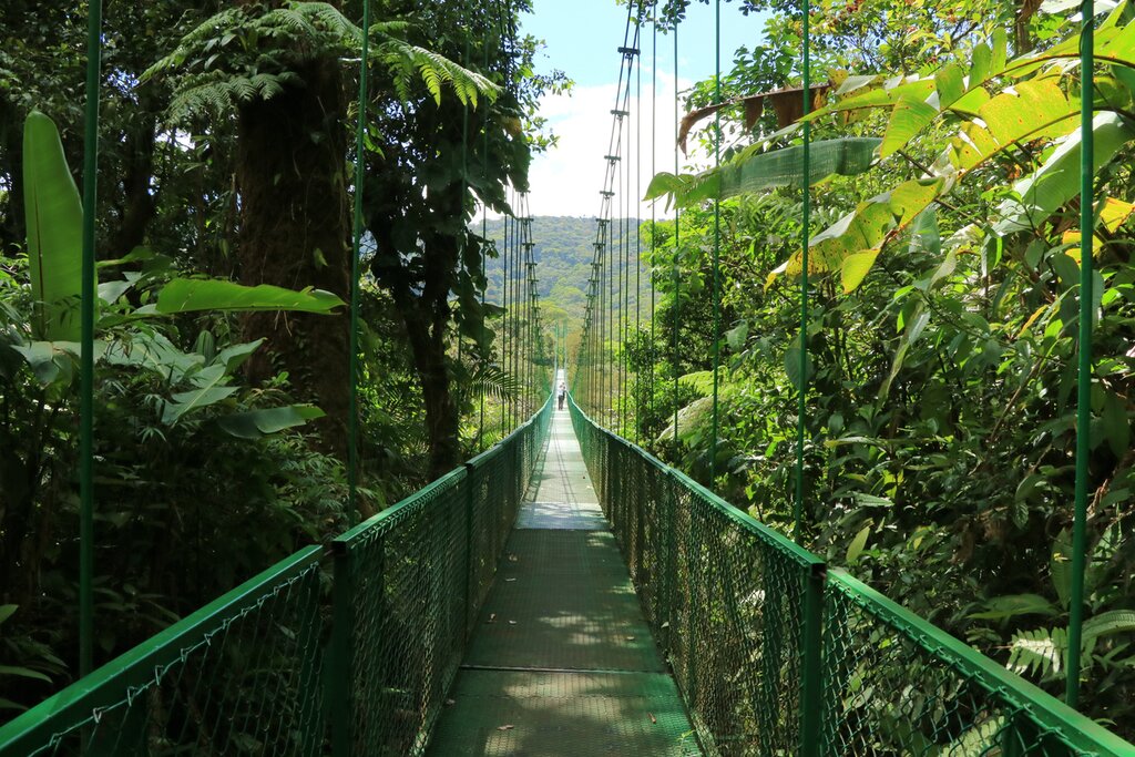 Explore the dense jungle of the Monteverde Cloud Forest