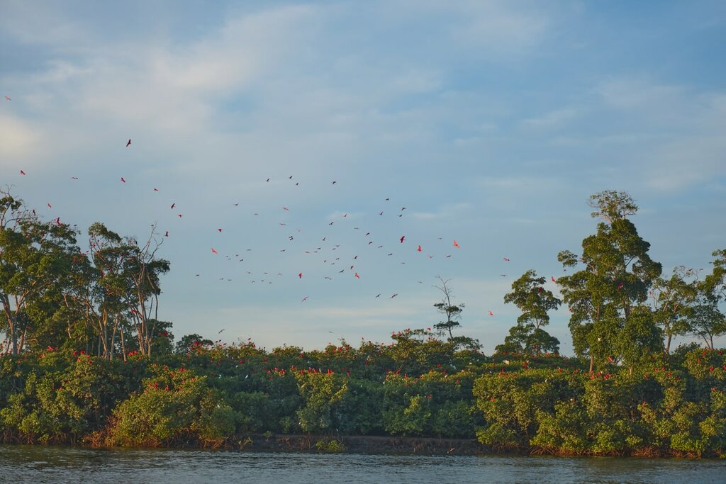 Flock of Guarás on the Parnaíba River