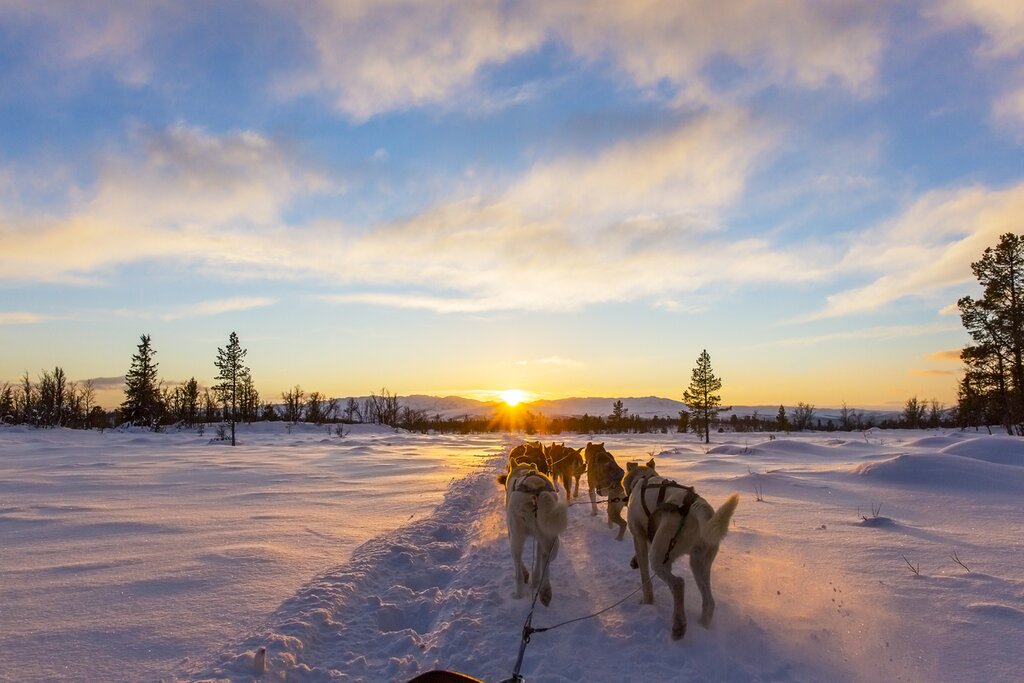 Make lifelong memories with a dogsledding trip through the snow