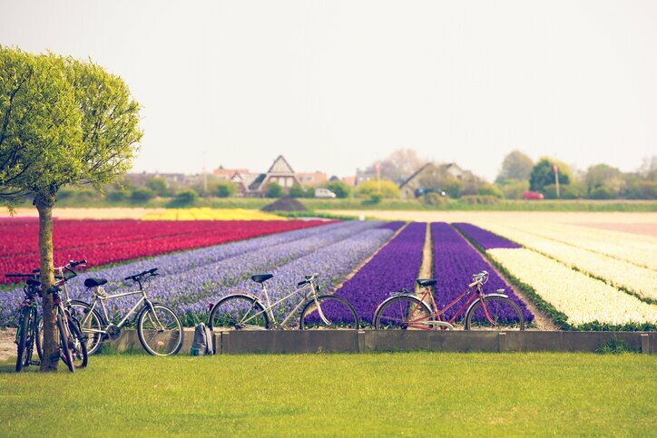 Tulip fields in the Netherlands