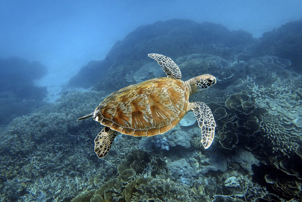 Snorkeling in Sebayur Island