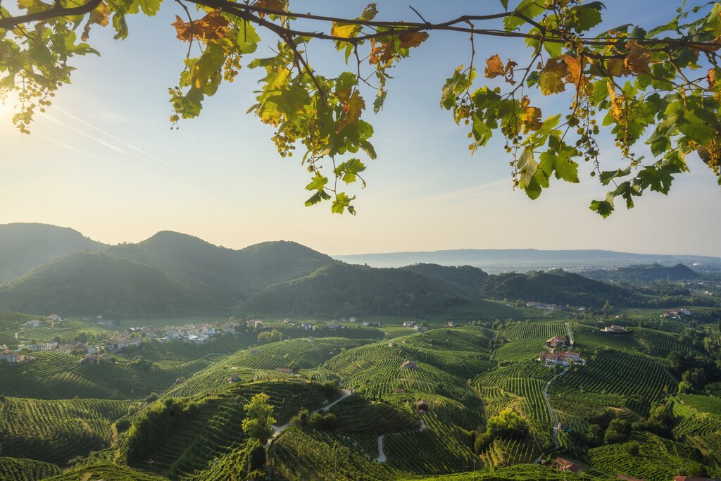 Prosecco Hills