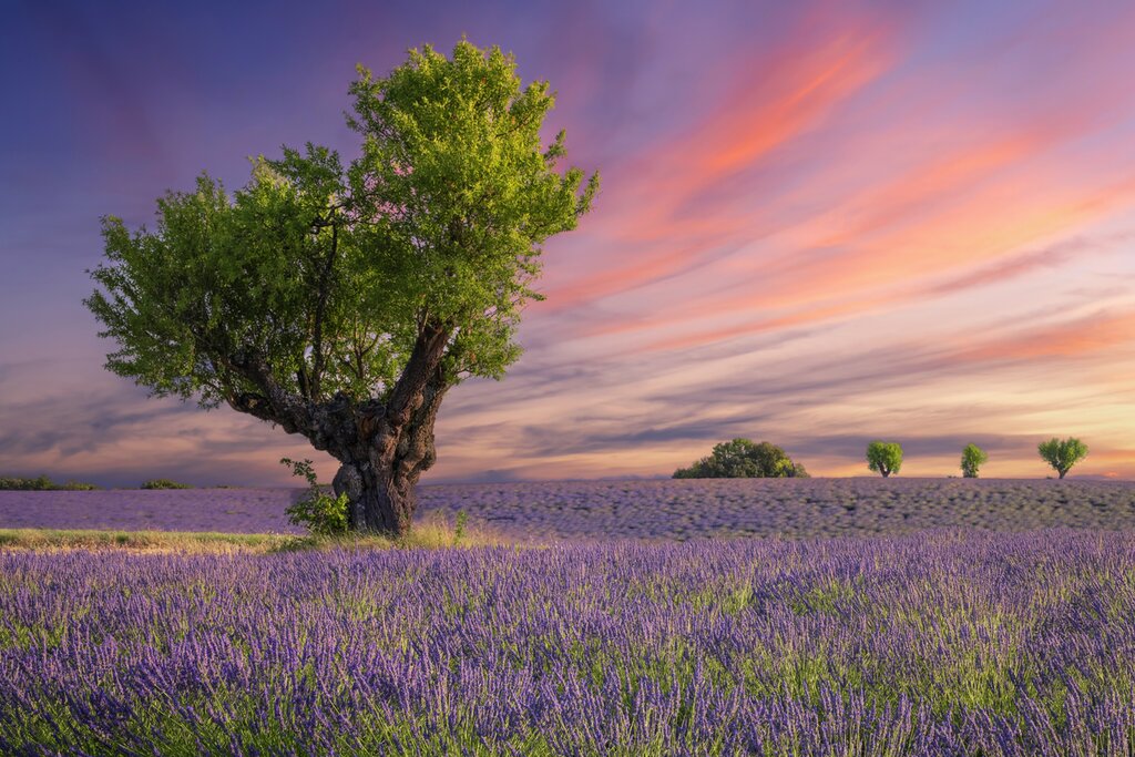 Lavender field at sunset