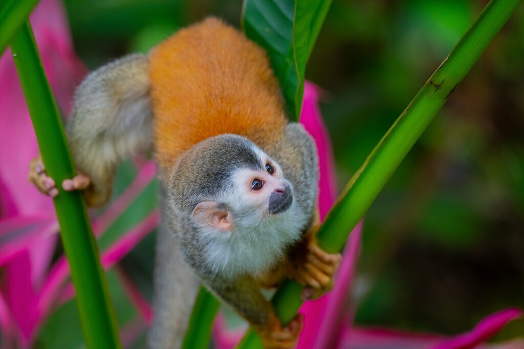 Spot diverse wildlife like spider monkeys in multiple national parks including Manuel Antonio