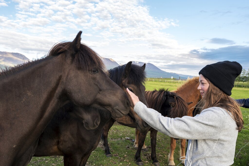 Meet and ride Icelandic horses with today's excursion