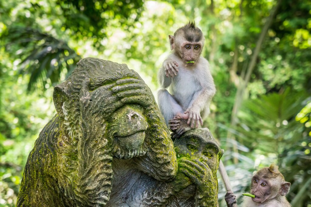 See cheeky macaques and ancient temple ruins in the Sangeh Monkey Forest in Ubud