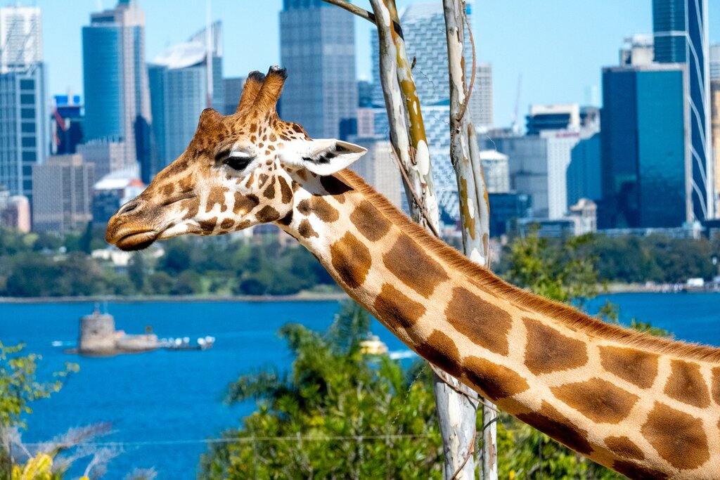 Taronga Zoo Sydney giraffe