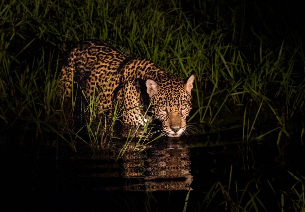 jaguar in northern Pantal, Brazil