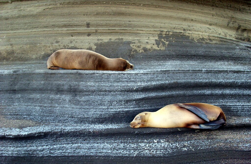 Fur Seals - Santiago Island