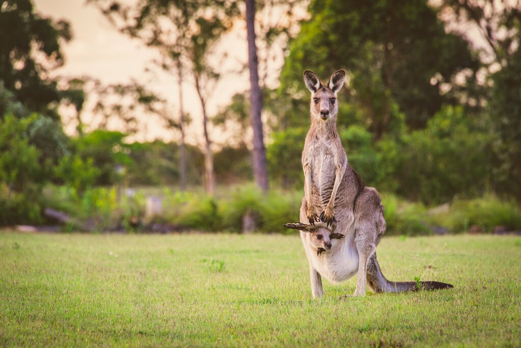 Full Day Private Wildlife in the Wild Tour