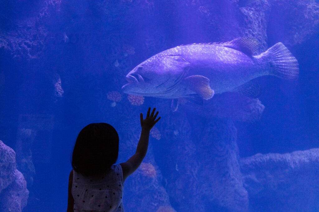 Girl and giant grouper
