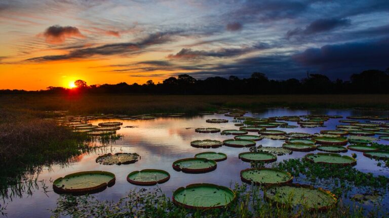 Brazil Safari: Rio de Janeiro, Iguaçu Falls & North Pantanal - 9 Days