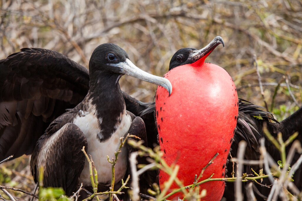 The male frigatebird