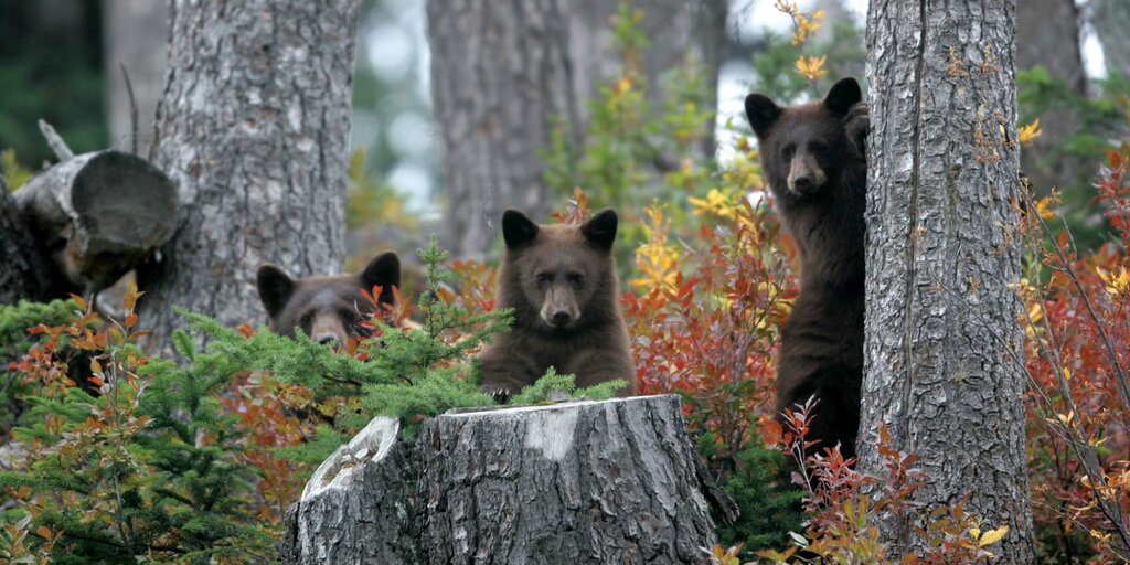 Bear Watching Tour