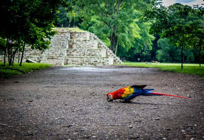 Explore the Copan Ruins