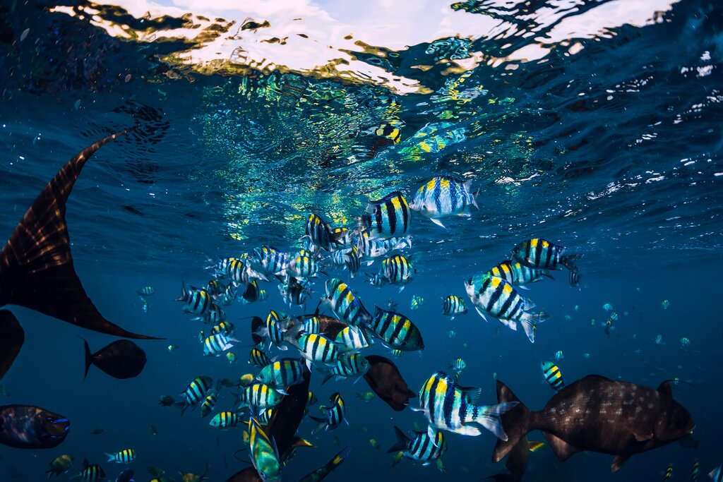 Diving in Tulamben