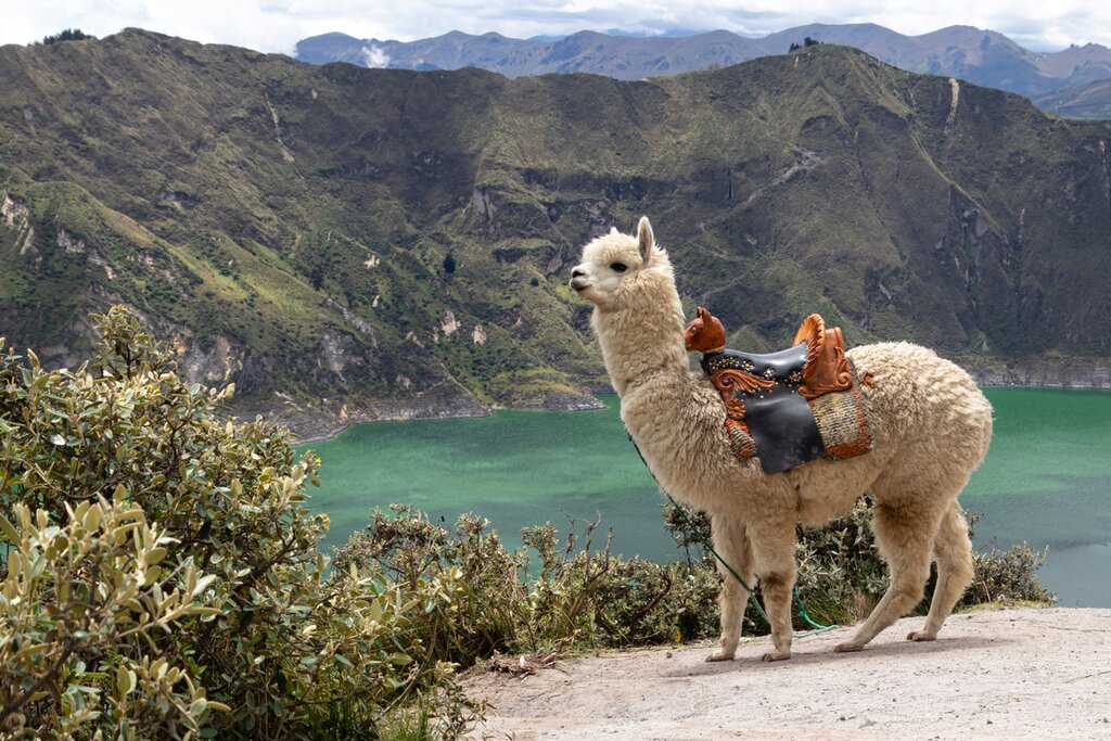 Alpaca Encounter & Kayaking at Quilotoa Lagoon