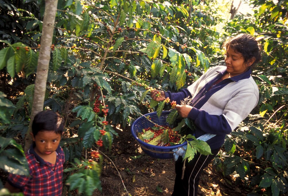 Visit a coffee plantation