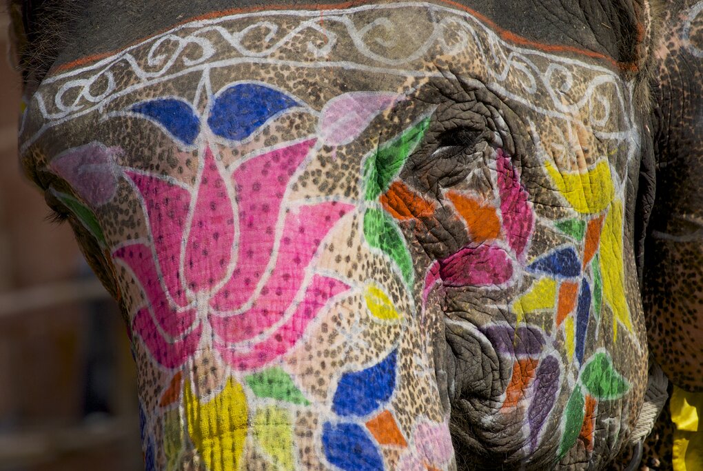 Traditional painted elephant