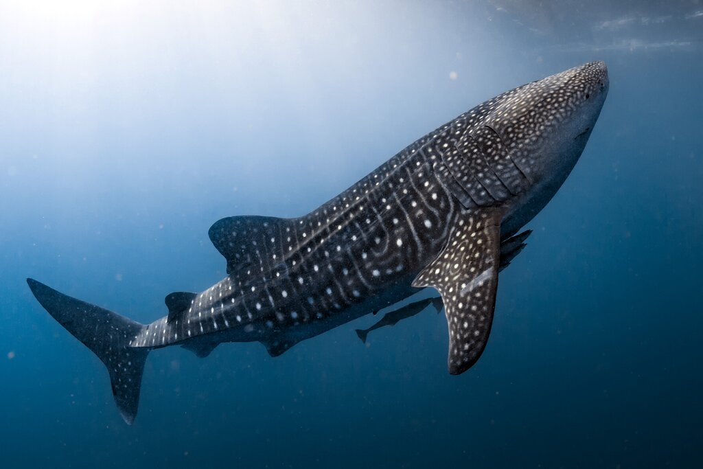 Whale shark under water