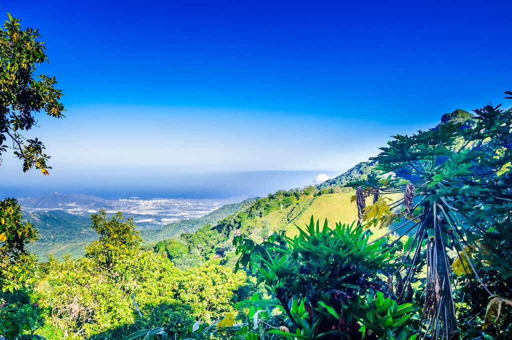 An elevated view over greenery