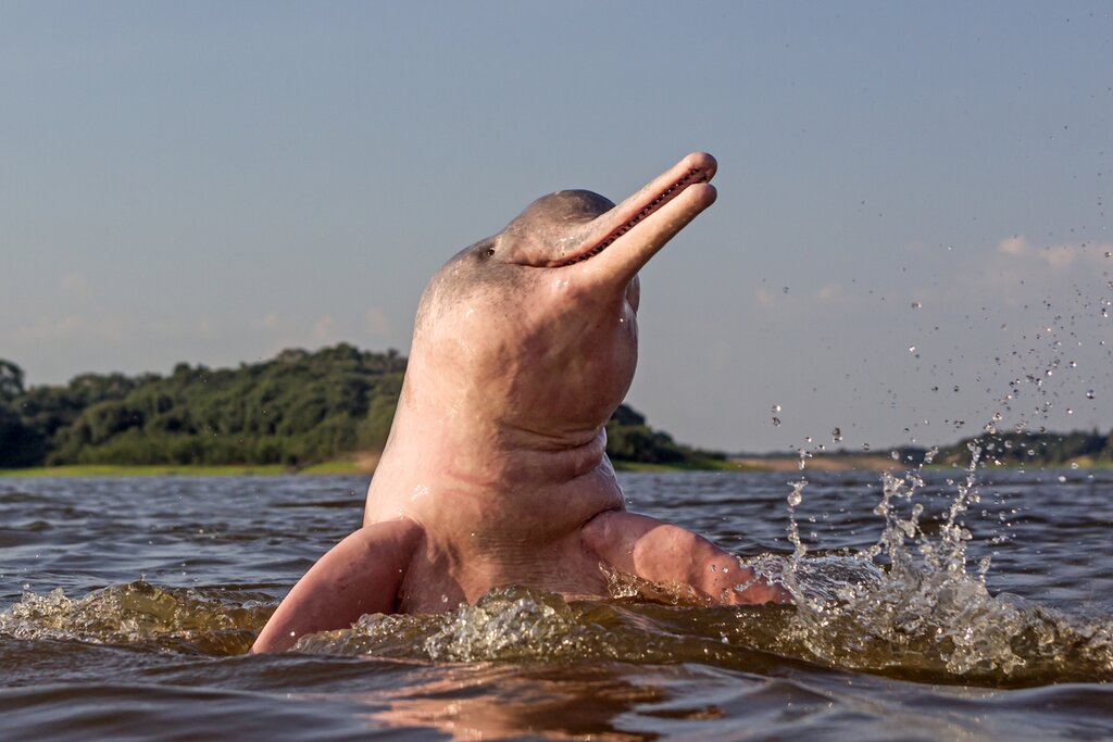 The rare pink river dolphin is found only in the Amazon
