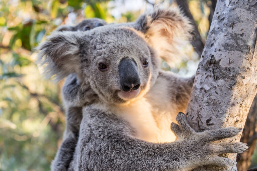 See the adorable koalas at Taronga Zoo