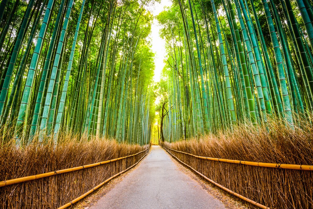Arashiyama bamboo grove illuminations