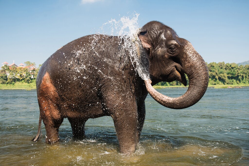 Elephant in Periyar Lake