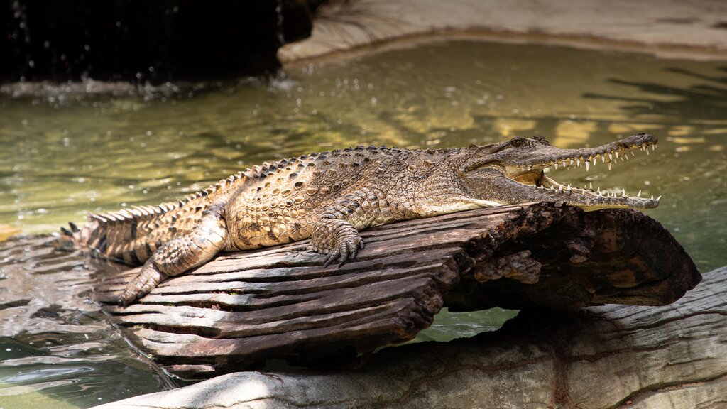 Australia Zoo