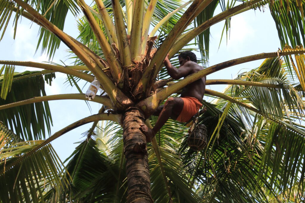 Kumarakom: Sustainable Walk