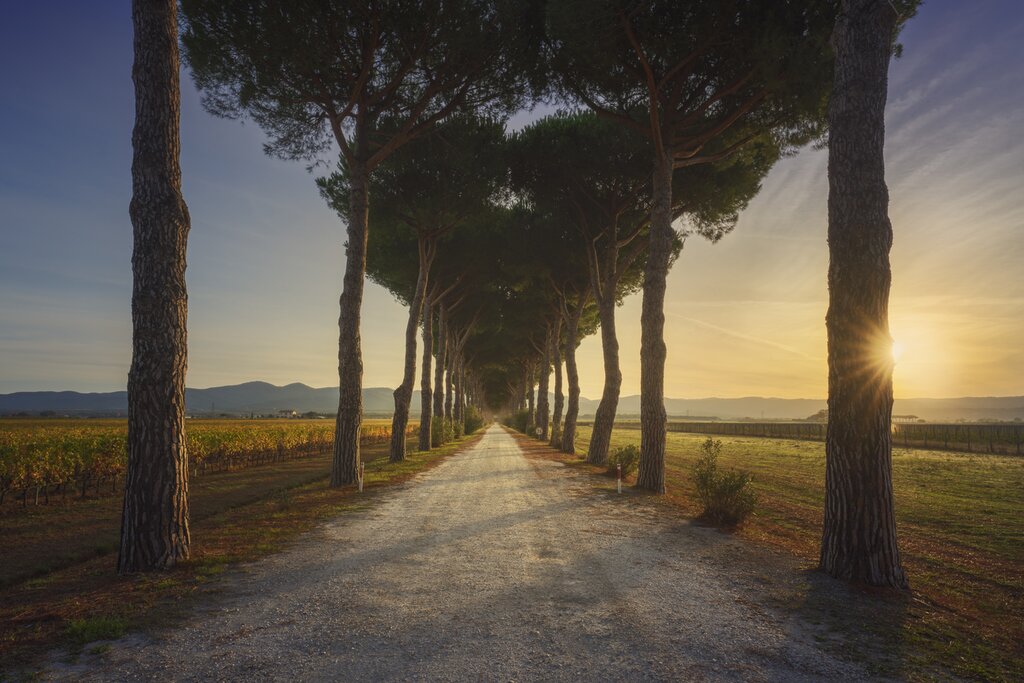 Bolgheri's famous Cypress Avenue