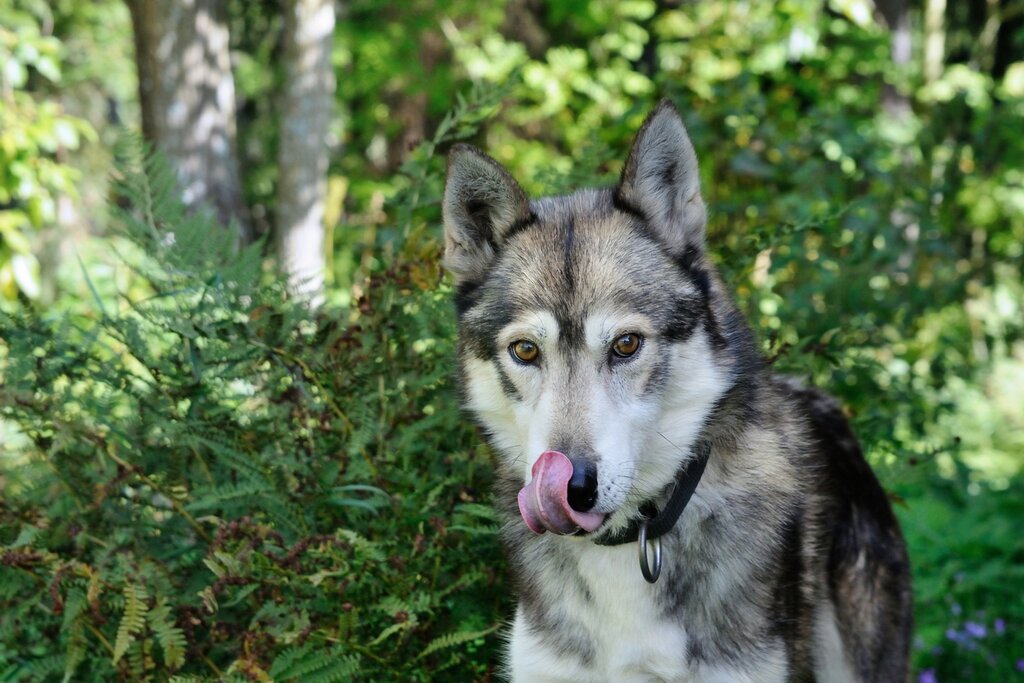 Photo of a gray and white husky licking its nose in a forest