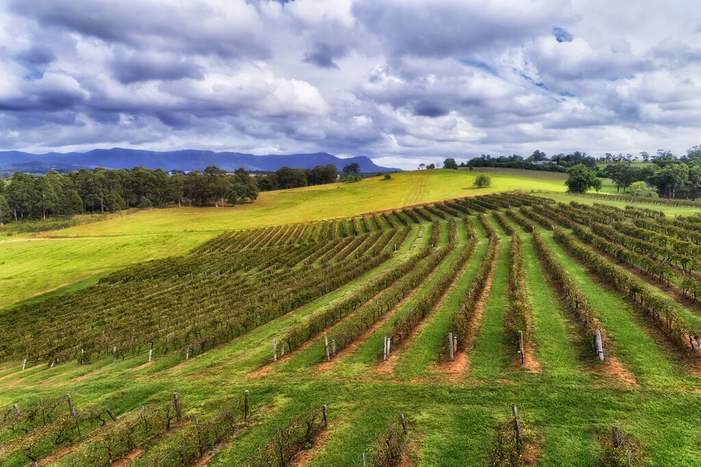 Hunter Valley vineyards