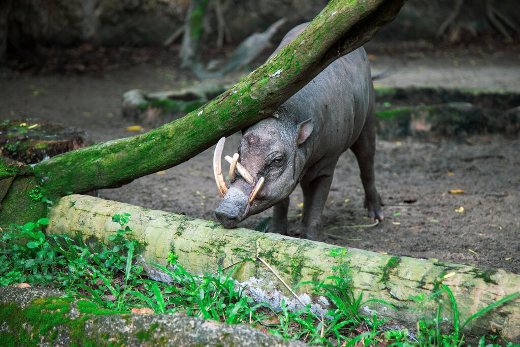 Babirusa Observation