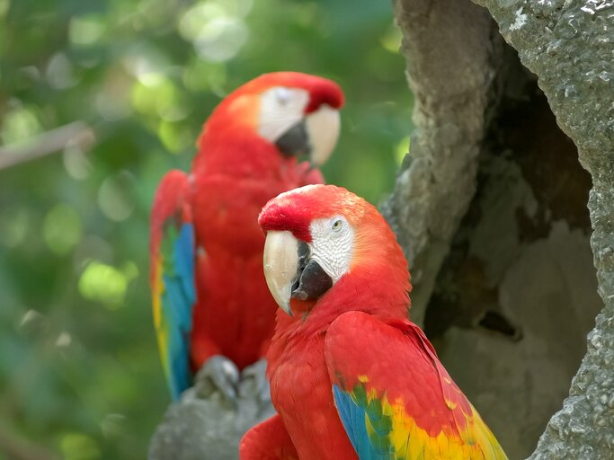 Mandi Forest Adventure -  Garzacocha Lagoon and Ceiba Trail (La Selva)