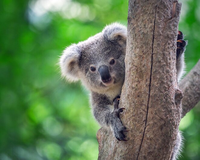 Baby Koala at Australia Zoo