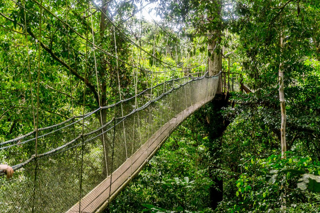 Canopy Bridge and Trekking
