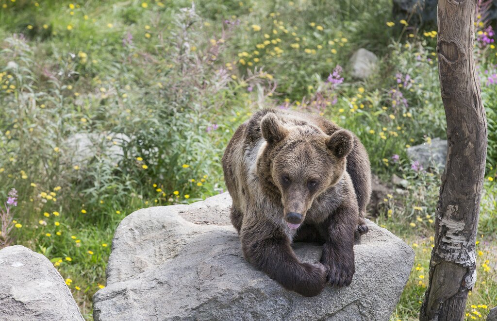 Photo of a young brown bear lying on a rock in a springtime forest in Lapland